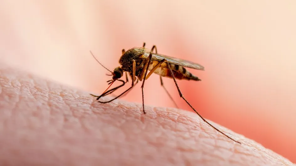 Virus du Nil occidental : faut-il s'inquiéter de cette nouvelle maladie transmise par les moustiques ?