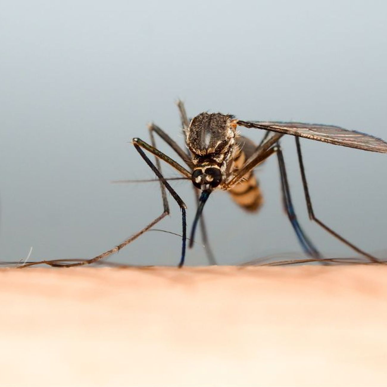Des applications smartphones pour se protéger des moustiques