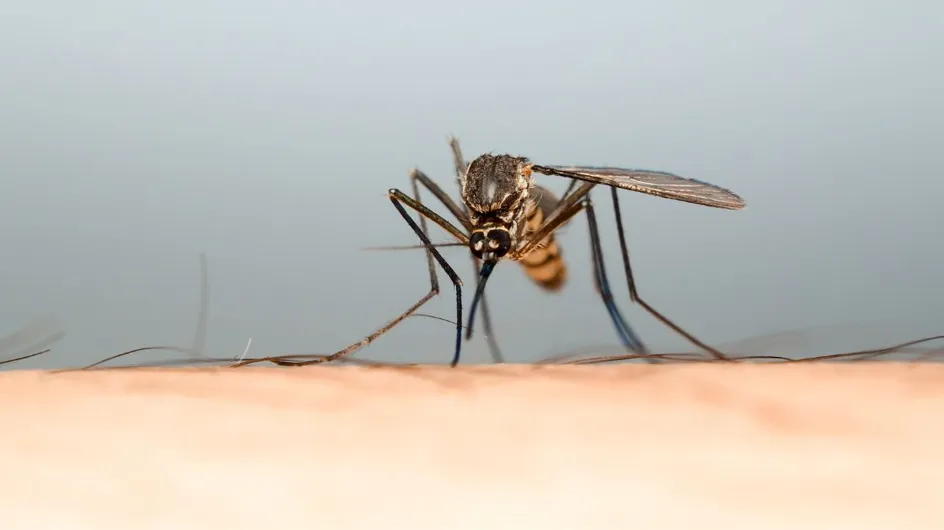 Les applis anti-moustiques fonctionnent-elles vraiment ?