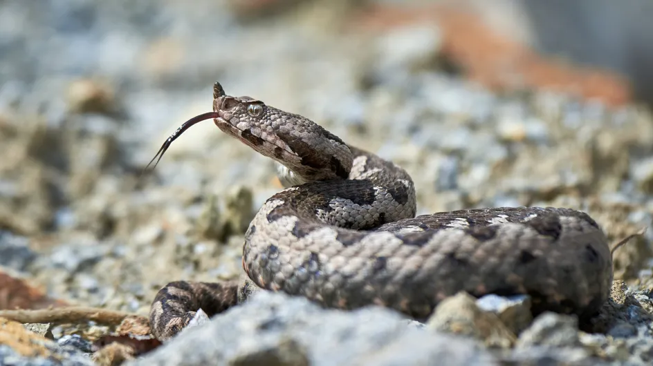 Un petit garçon de 6 ans mordu par le serpent le plus venimeux d'Europe lors de vacances en famille