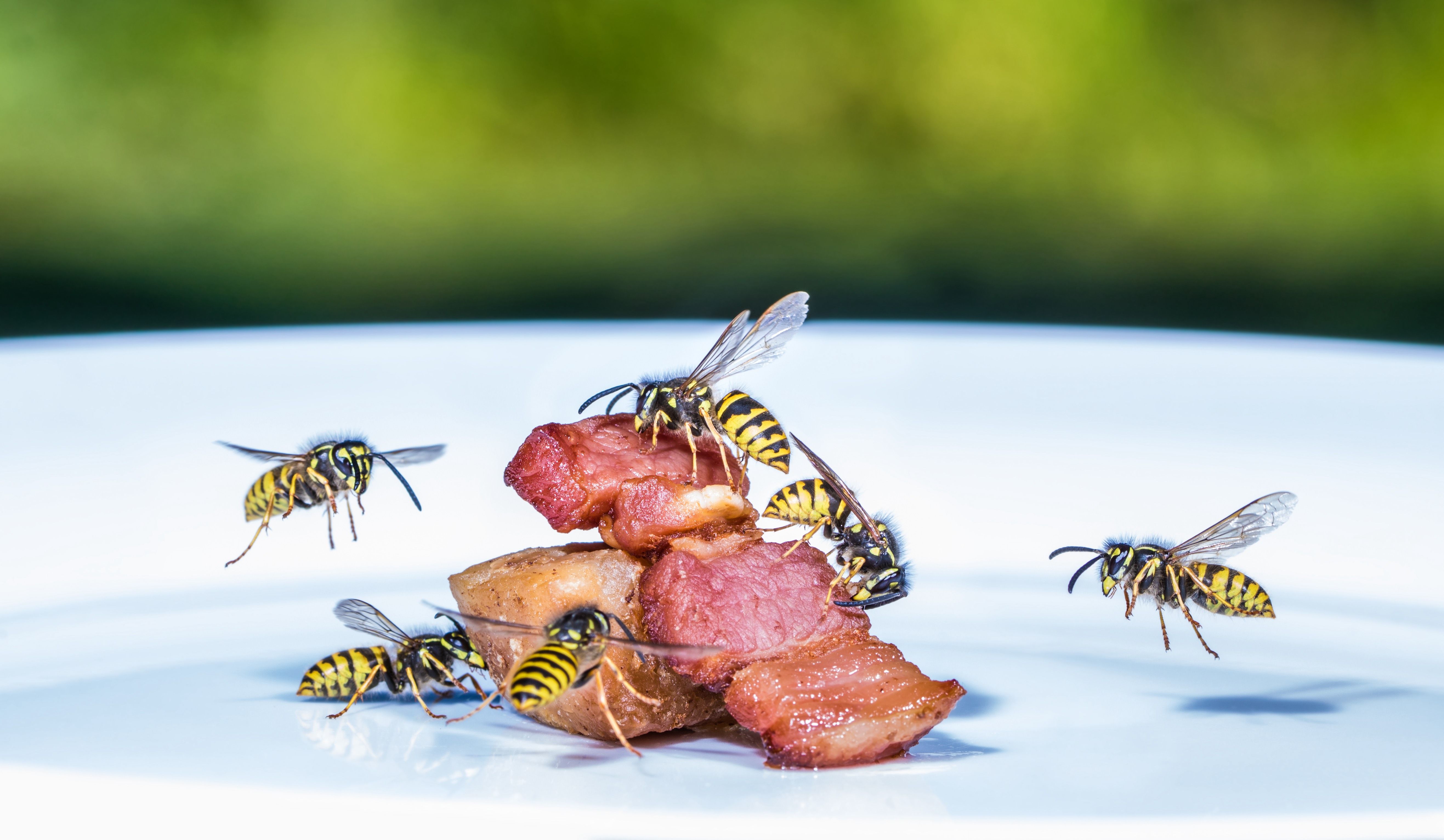 Mouches, moucherons : ce répulsif naturel les gardera à distance de vos  cuisines tout l'été