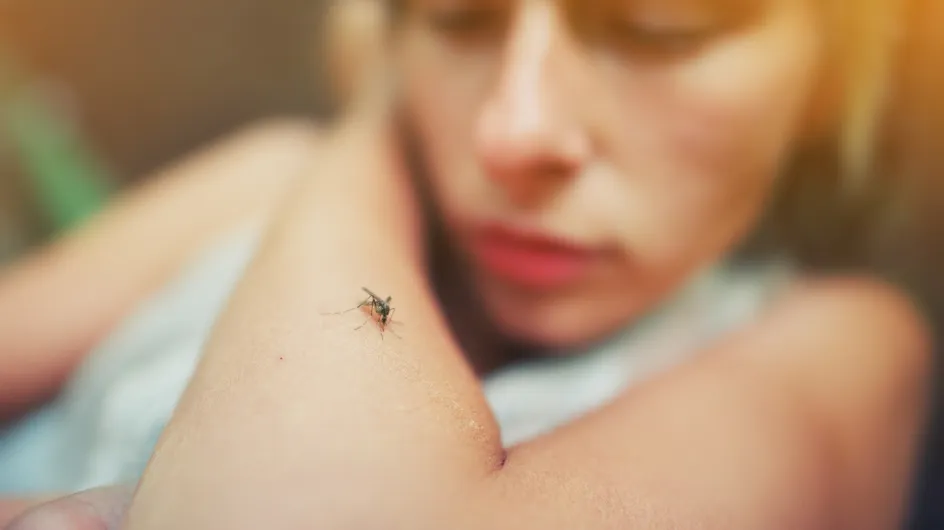 Info ou intox : a-t-on plus de risque d’être piqué par les moustiques si on mange sucré ou épicé ?