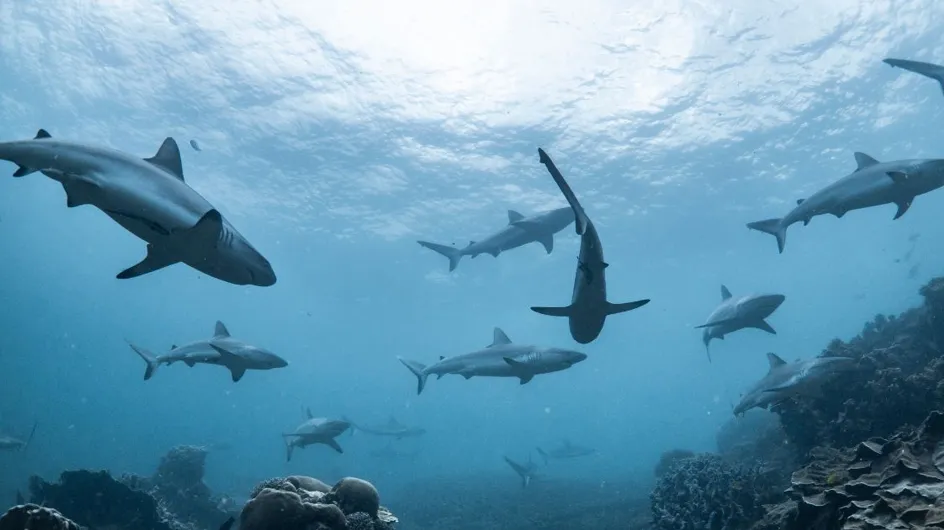 Attaque de requin : le français Vincent Baugé témoigne, "c’était la catastrophe"