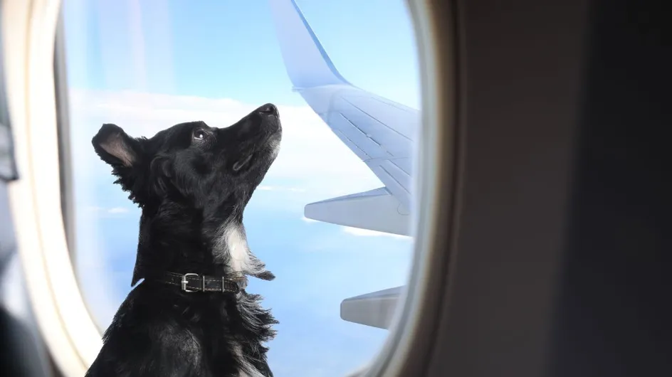 Une compagnie aérienne perd son chien à l'aéroport, et le retrouve 3 semaines plus tard !