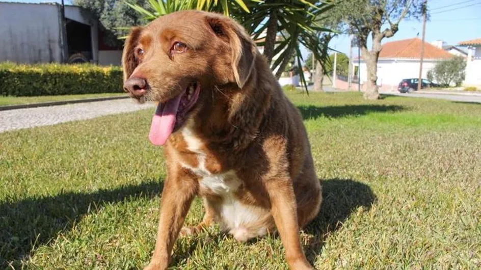 Bobi, le chien le plus vieux du monde est mort après "11 478 jours sur Terre"