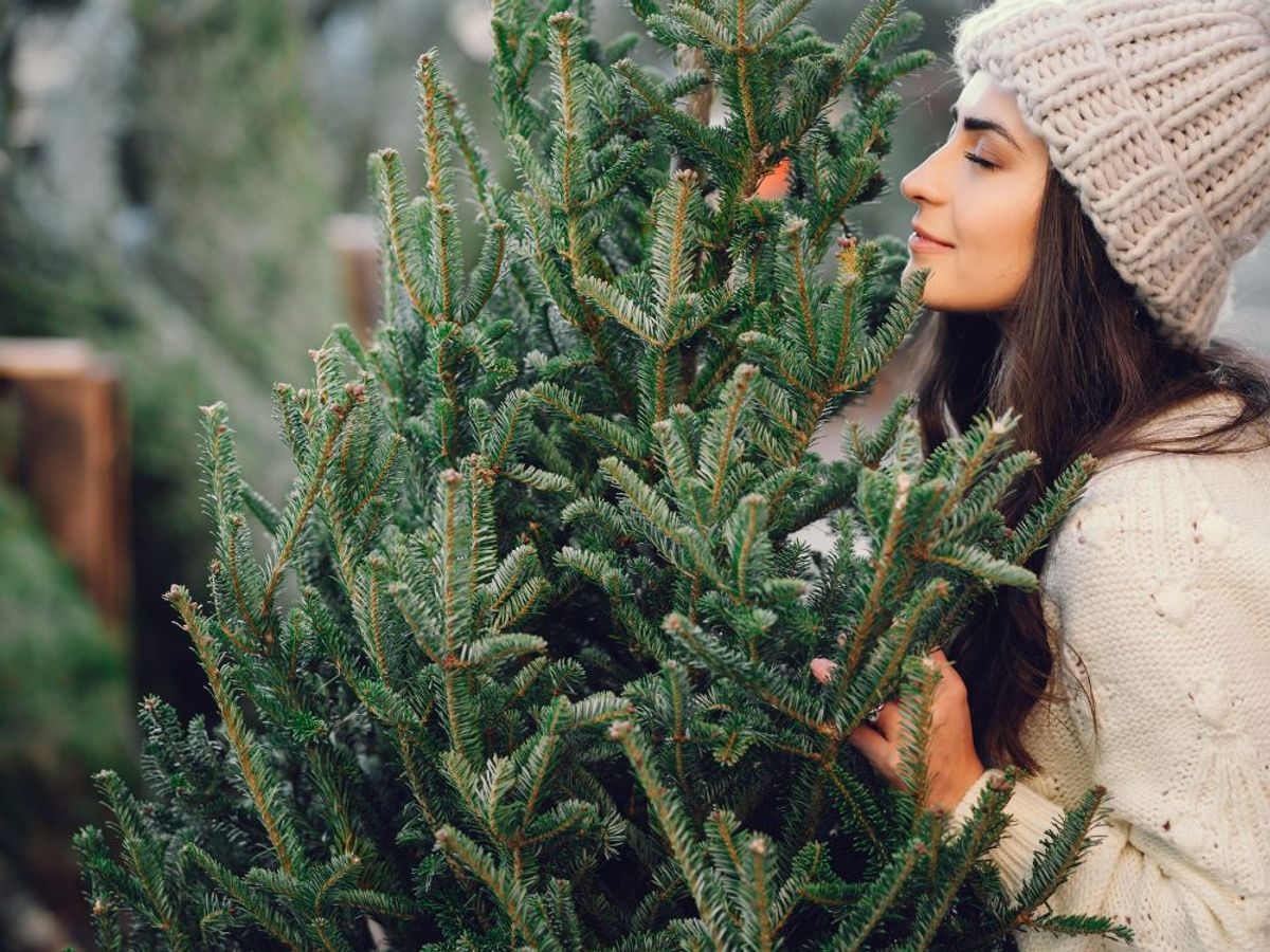 Vaya dilema: ¿Cuál árbol de Navidad contamina más, de plástico o natural? –  El Financiero