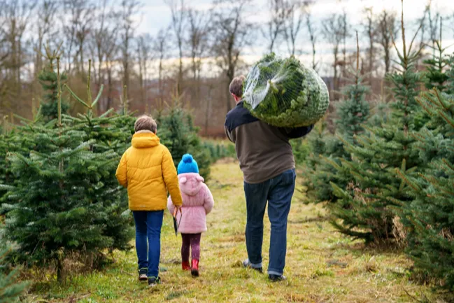 Vaya dilema: ¿Cuál árbol de Navidad contamina más, de plástico o natural? –  El Financiero