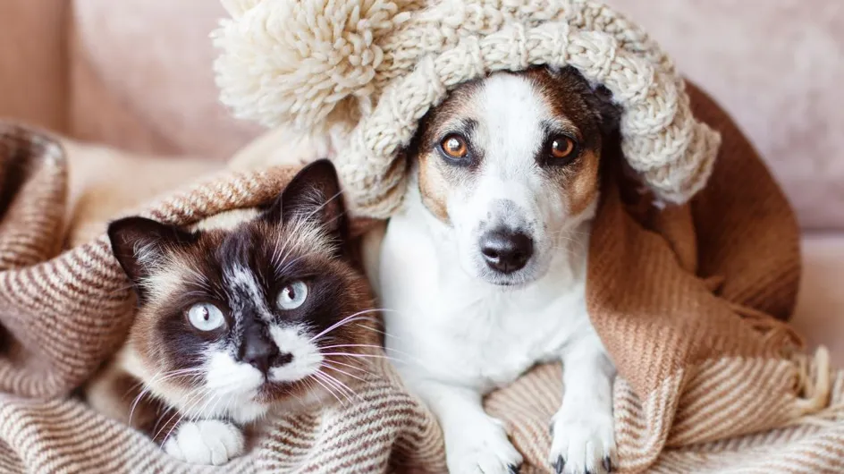 Vague de froid : 5 astuces pour protéger nos animaux de compagnie
