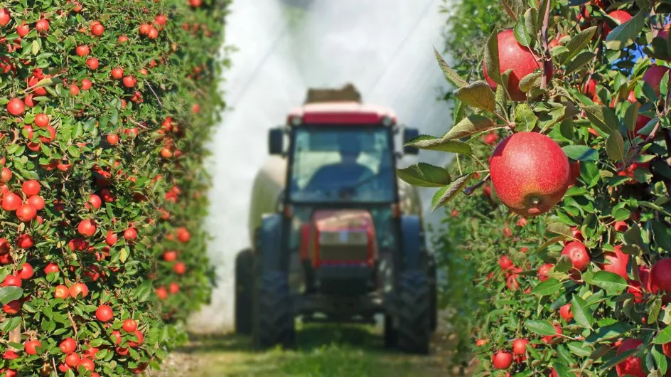 Alimentation : quels sont les fruits qui contiennent le plus de pesticides, selon une étude ?