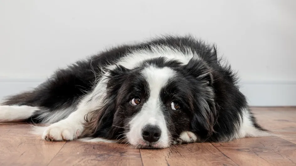 4 signes que votre chien est déprimé, selon un expert
