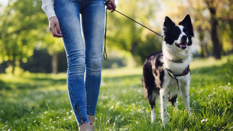 Cette habitude essentielle que tous les propriétaires de chien devraient faire lorsqu'ils vont se promener