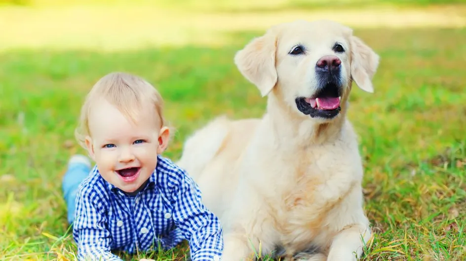 Voici la race de chien à ne surtout pas adopter avec des enfants, selon un expert canin