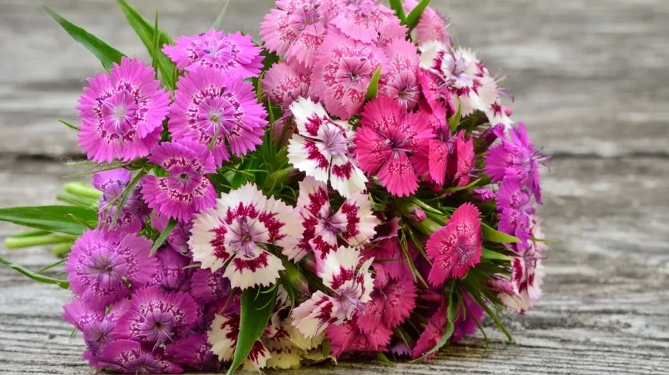 Fête des mères : cette variété de fleurs a une superbe signification (elle est idéale à offrir à sa maman)