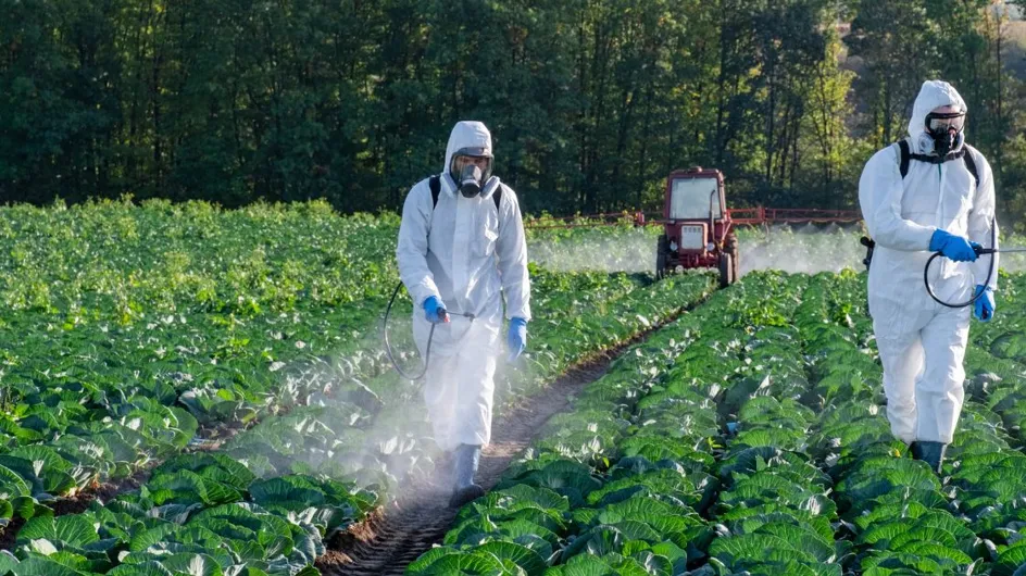 Pesticides : ces fruits et légumes espagnols à ne pas consommer, selon des experts
