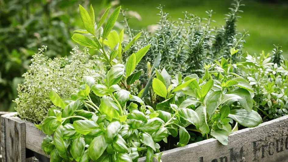 Voici les 5 herbes aromatiques que vous devriez vraiment ajouter à votre alimentation