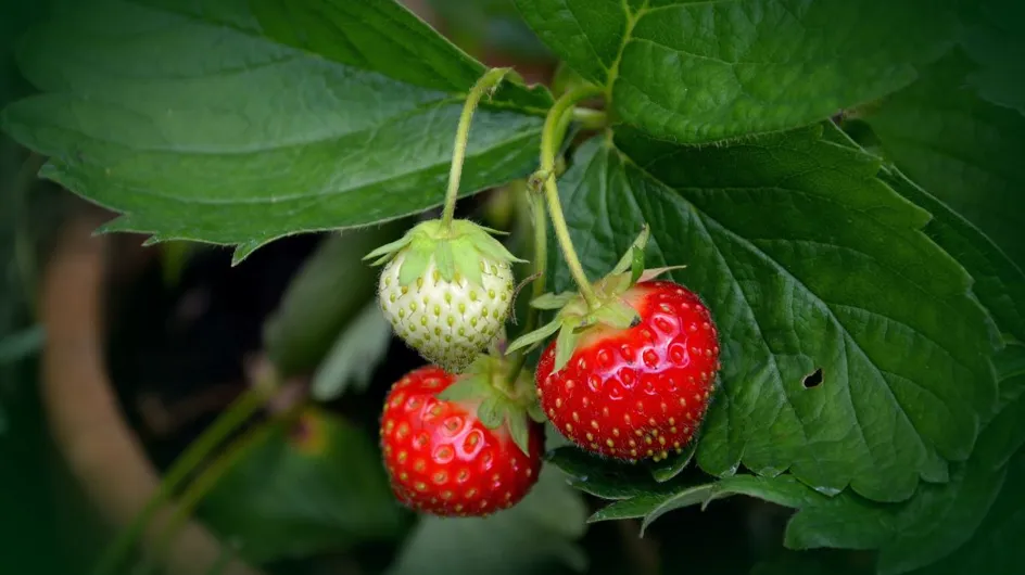 Avec cette astuce simple, mais efficace, dites adieu aux animaux qui mangent vos fraises dans le jardin