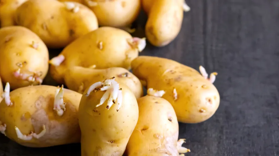 Manger des pommes de terre germées : est-ce vraiment sans risque ?