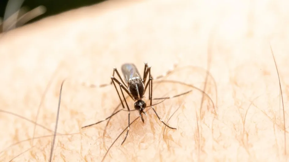 Cette maladie transmise par les moustiques a provoqué 500 cas en France depuis début mai : comment s'en protéger ?
