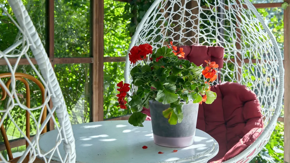 Adelántate a las ofertas de Lidl con las plantas más bonitas y frescas para tu balcón: geranio, campanula... Desde 2,99€
