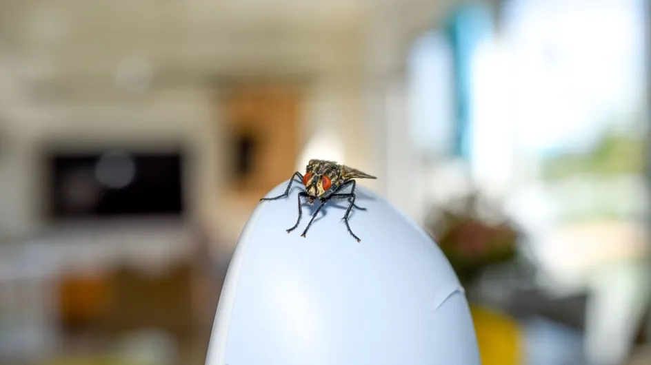 Découvrez comment le papier d'aluminium peut vous débarrasser efficacement des mouches dans votre maison