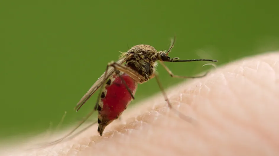 Voici pourquoi les moustiques piquent certaines personnes plus que d'autres