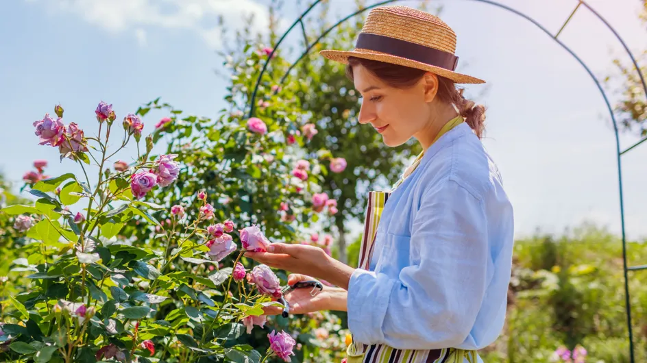 Jardin : vos roses vont offrir une floraison "spectaculaire" si vous adoptez ce geste simple