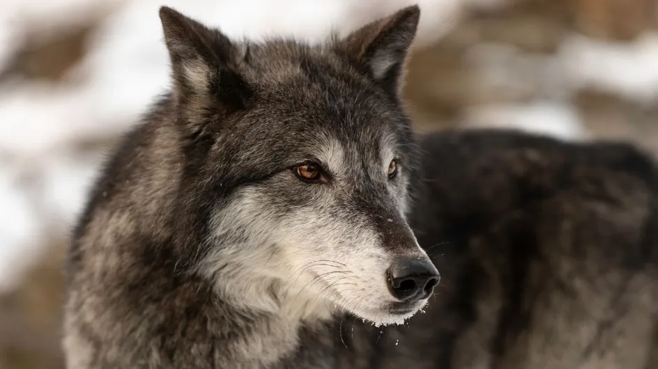 Joggeuse grièvement blessée par des loups au zoo de Thoiry : cette décision forte prise par la victime