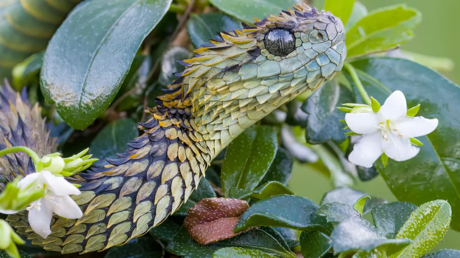 Jardin : voici le serpent le plus dangereux que vous puissiez rencontrer (entre la vipère, la couleuvre et autres)