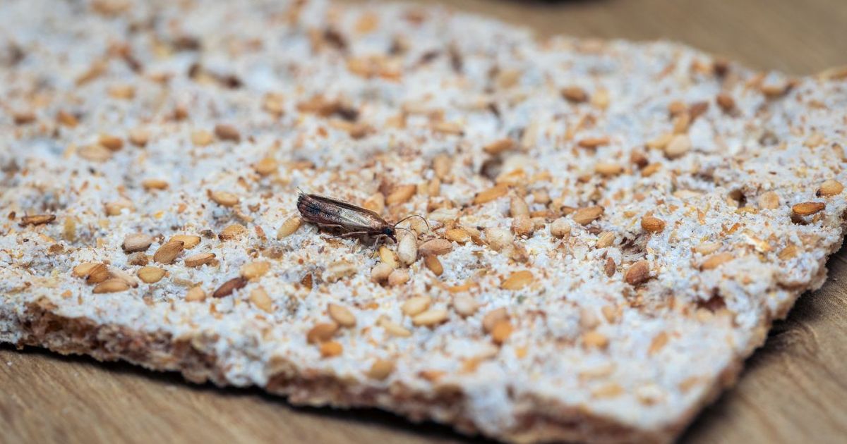 Mites alimentaires : ces 2 astuces de grand-mère à base de plantes sont