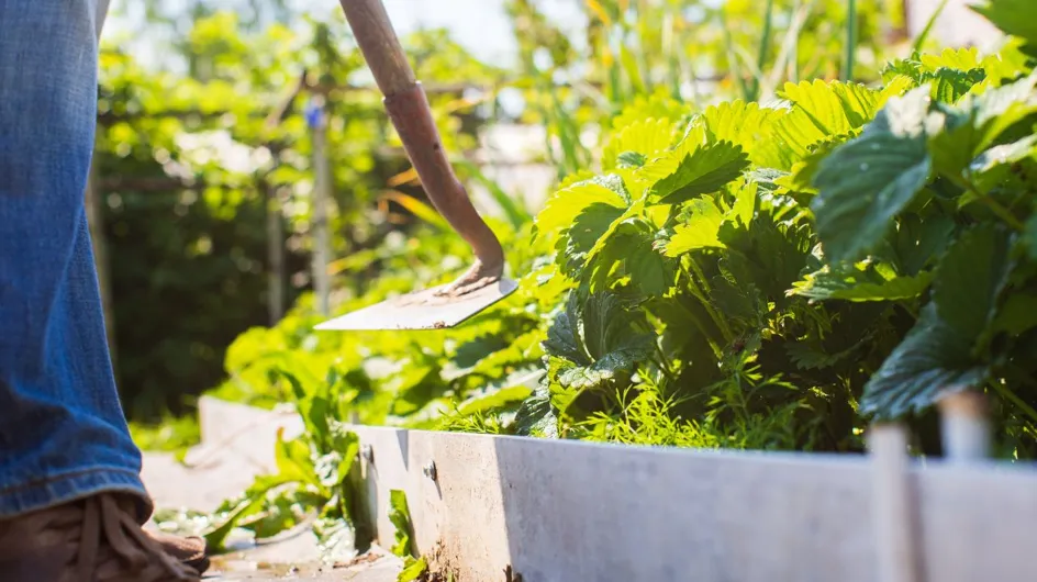 Jardin : ces 12 conseils simples à suivre pour protéger vos plantes quand il fait très chaud en été