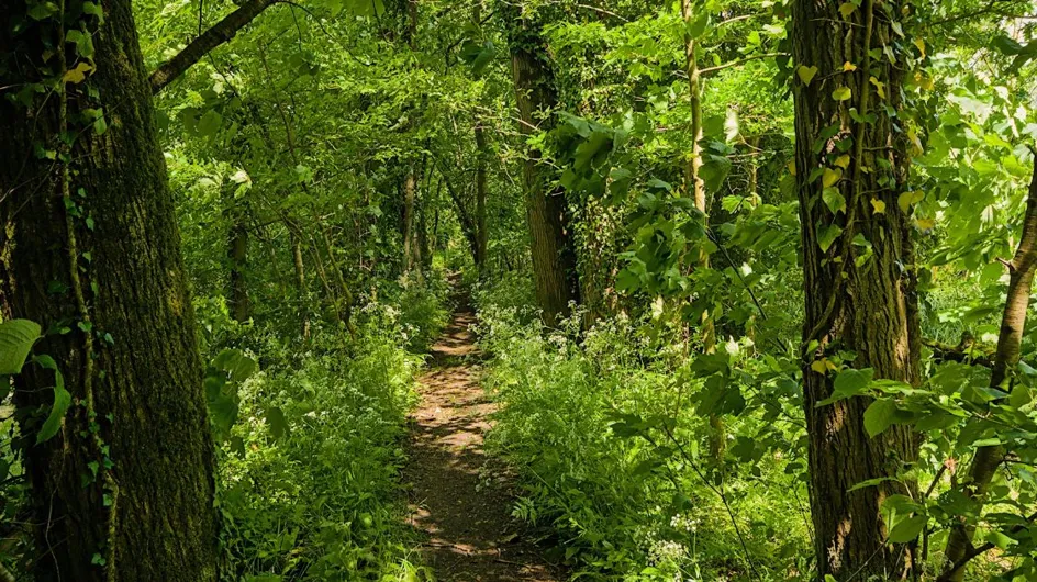 Disparition de Lina : cette forêt qui concentre les recherches actives de l'adolescente