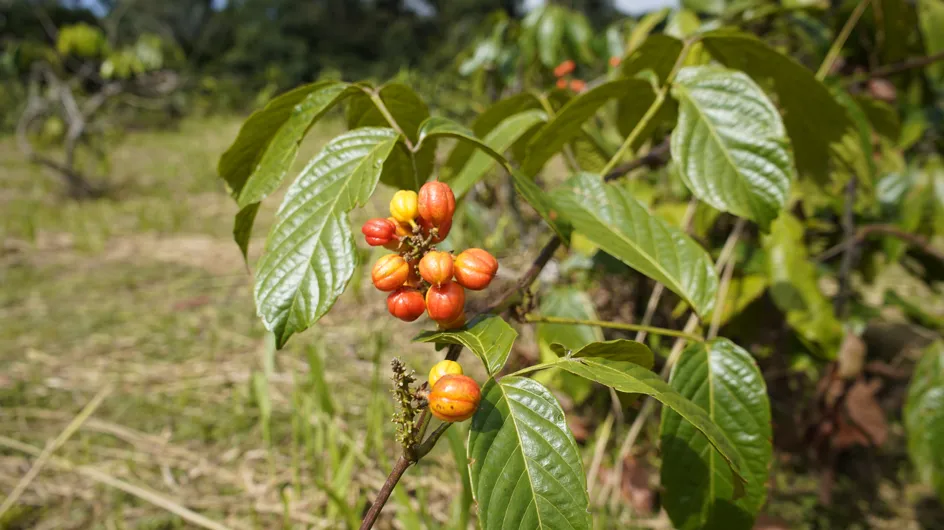 La planta nº1 para mejorar tu rendimiento físico y mental y ayudarte a perder peso, avalada por una farmacéutica