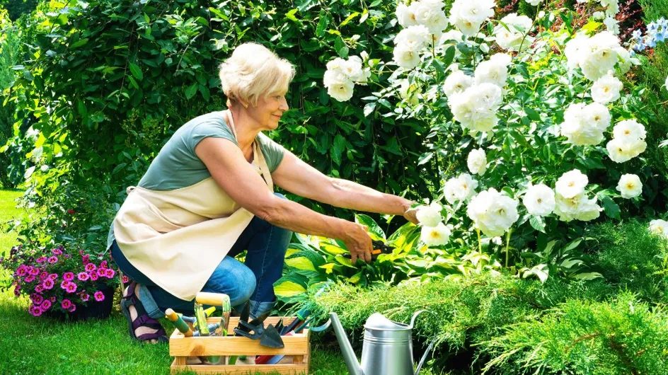 Jardin : ces 7 fleurs sont à planter absolument au mois d'août