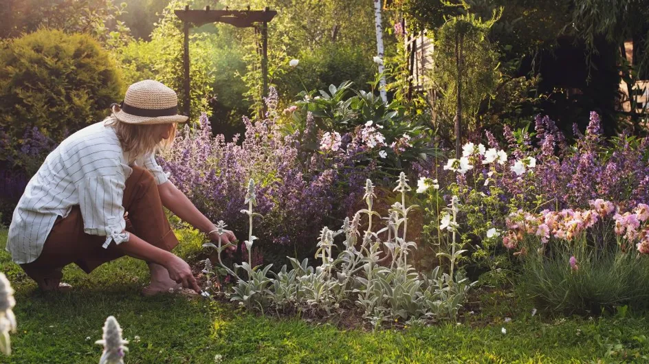 Jardin : cette fleur, aussi appelée reine-marguerite, colore votre extérieur toute l'année