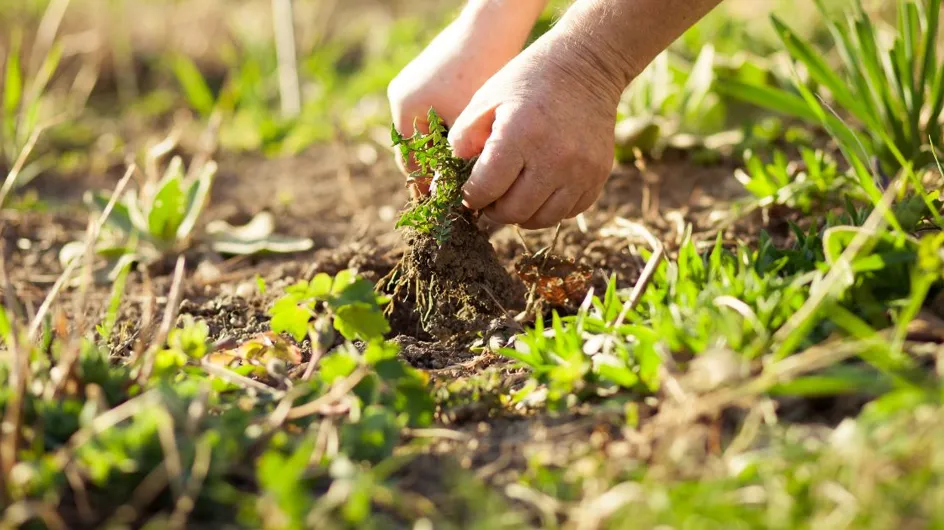 Voici pourquoi vous ne devriez pas arracher les mauvaises herbes dans votre jardin