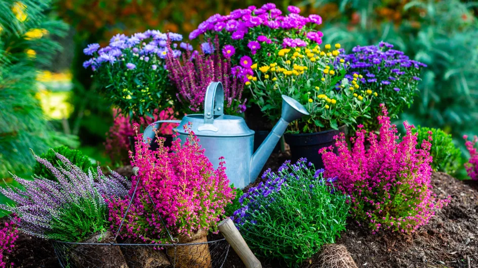 Adelántate a las ofertas de Lidl con las plantas más bonitas que están de moda este otoño desde 2,99 euros