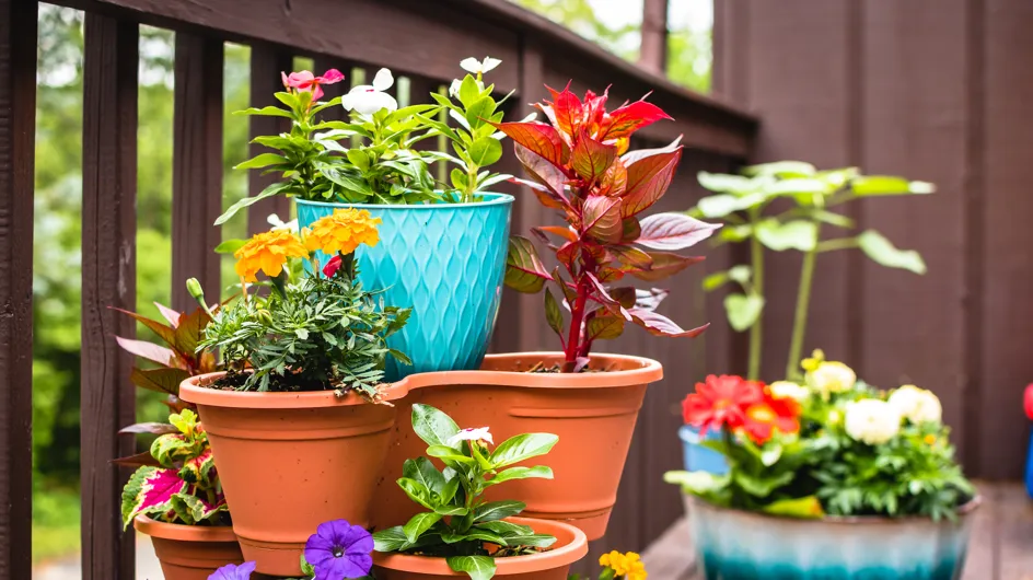 ¡Desde 2,39€! Aldi agotará las 4 plantas con flor más bonitas, exóticas y baratas que verás esta semana