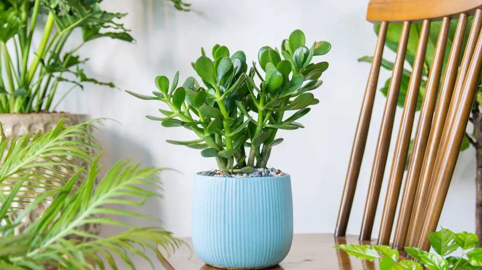 Árbol de Jade: dónde colocar la "planta del dinero" este invierno para atraer la suerte a tu hogar, según el Feng Shui