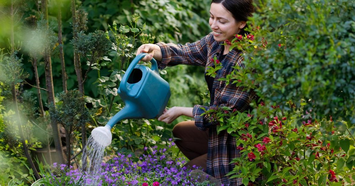 Jardin : exit les géraniums, cette plante aux couleurs variés qui nécessite peu d'entretien fleurit toute l’année