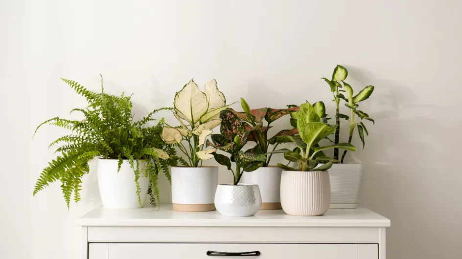 Adiós a la humedad en casa con esta planta decorativa y fácil de cuidar que purifica y mejora la calidad del ambiente