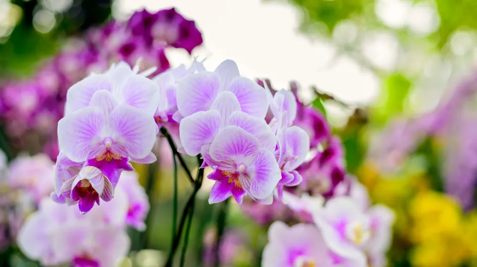 Este ingrediente de cocina que seguro que tienes en casa hará que tus orquídeas florezcan como nunca