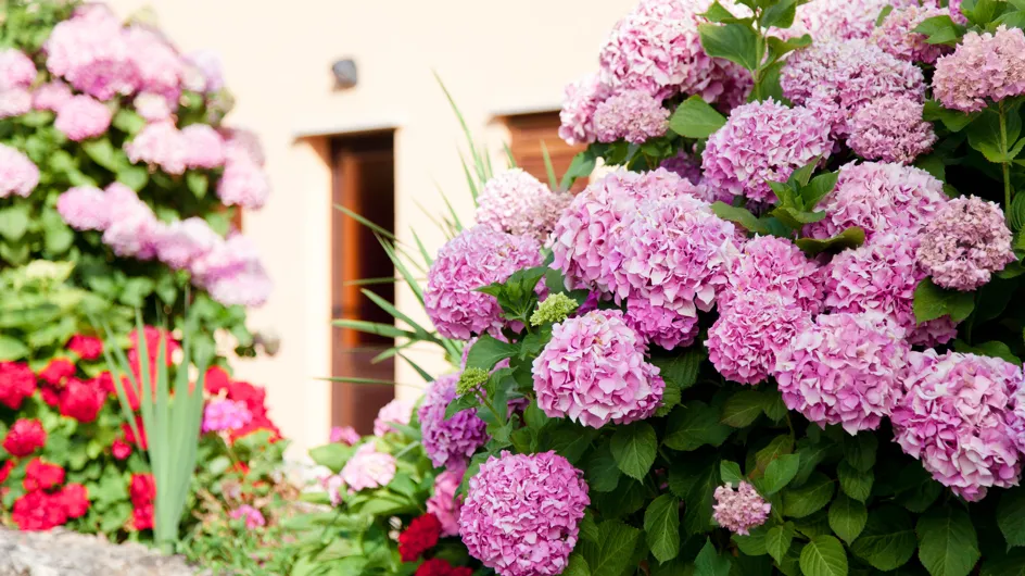 El ingrediente natural para que las flores de tus hortensias luzcan más grandes y bonitas al final del invierno