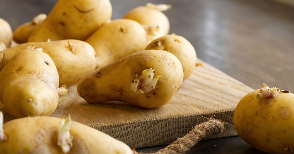 Peut-on planter des pommes de terre du placard qui ont germé ?