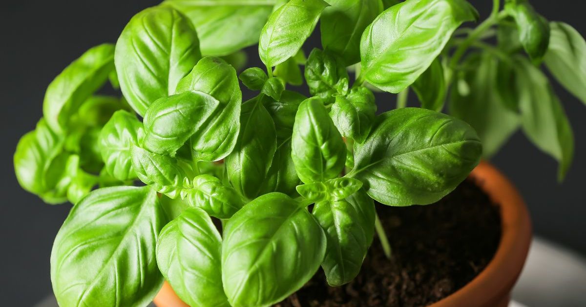 Arrêtez de couper votre basilic en pot n’importe comment : la méthode pour qu’il repousse et reste bien fourni