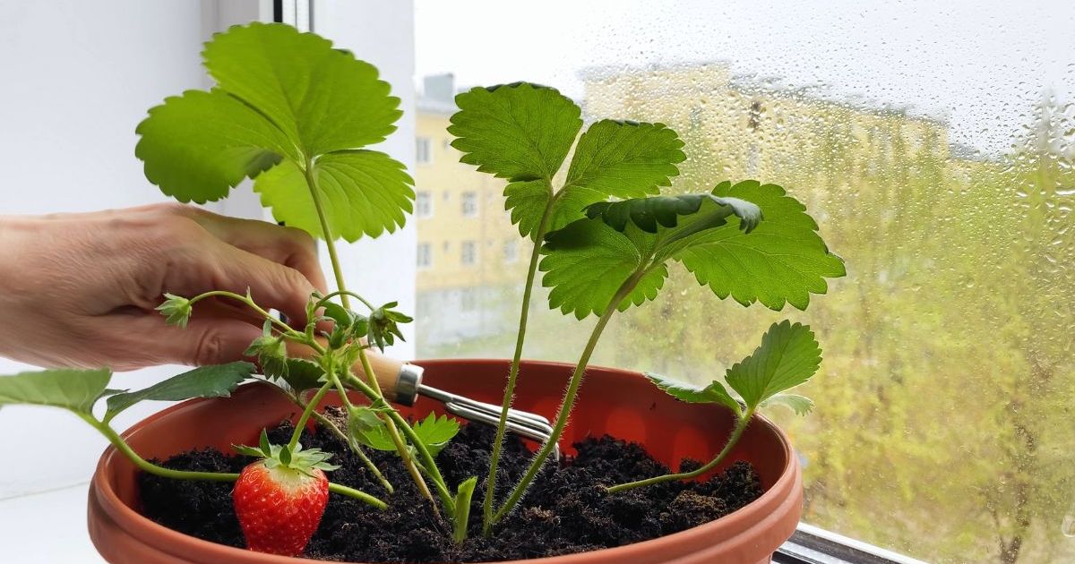 Cultiver vos fraises en intérieur, c'est possible, à condition d'utiliser cette méthode bien précise