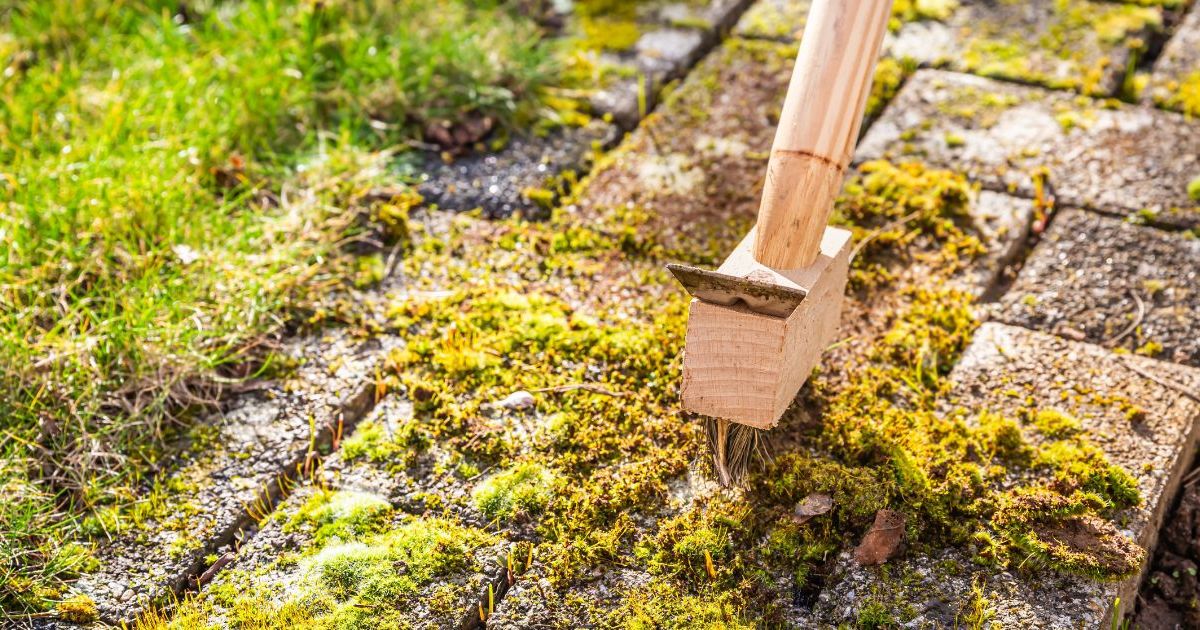 Jardin : dites adieu à la mousse sur votre terrasse grâce à cet aliment que l'on a tous dans le réfrigérateur