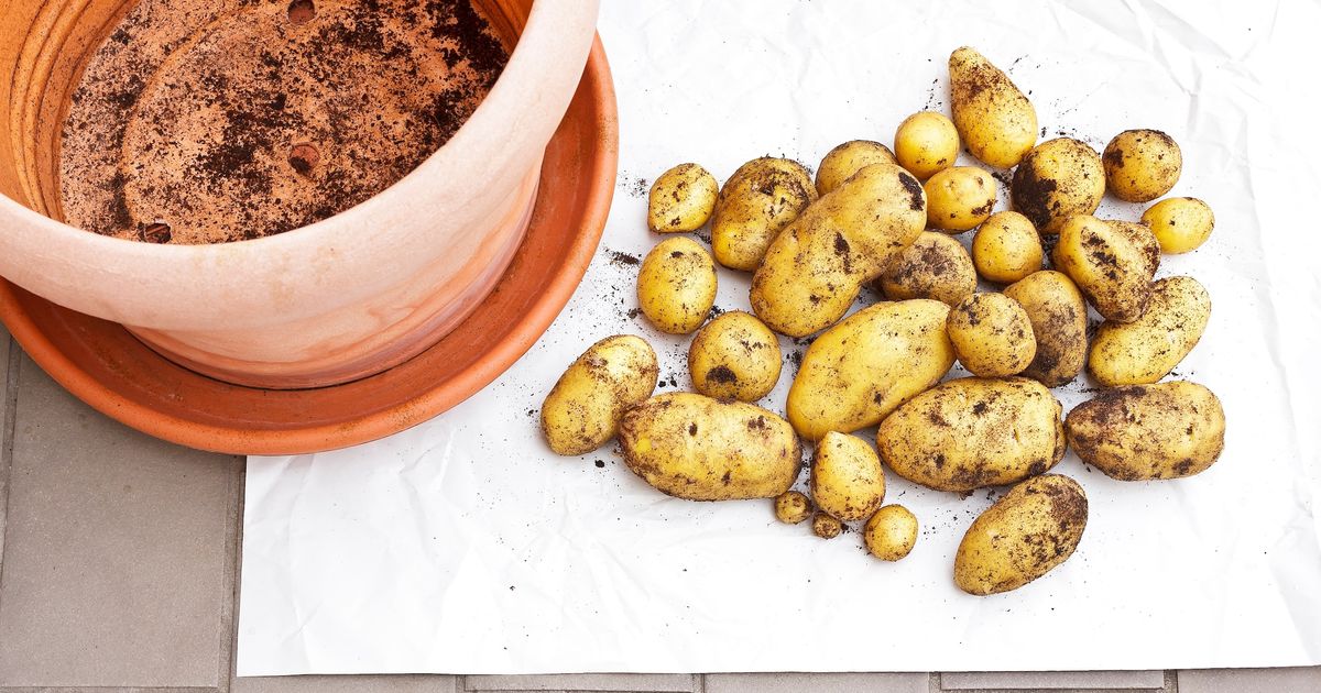 Oui, vous pouvez cultiver vos propres pommes de terre chez vous et surtout sans jardin !