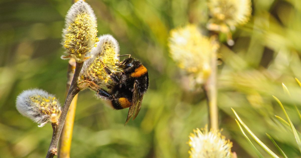 Les abeilles sont de retour : voici 5 façons naturelles de les éloigner de votre jardin, selon les experts