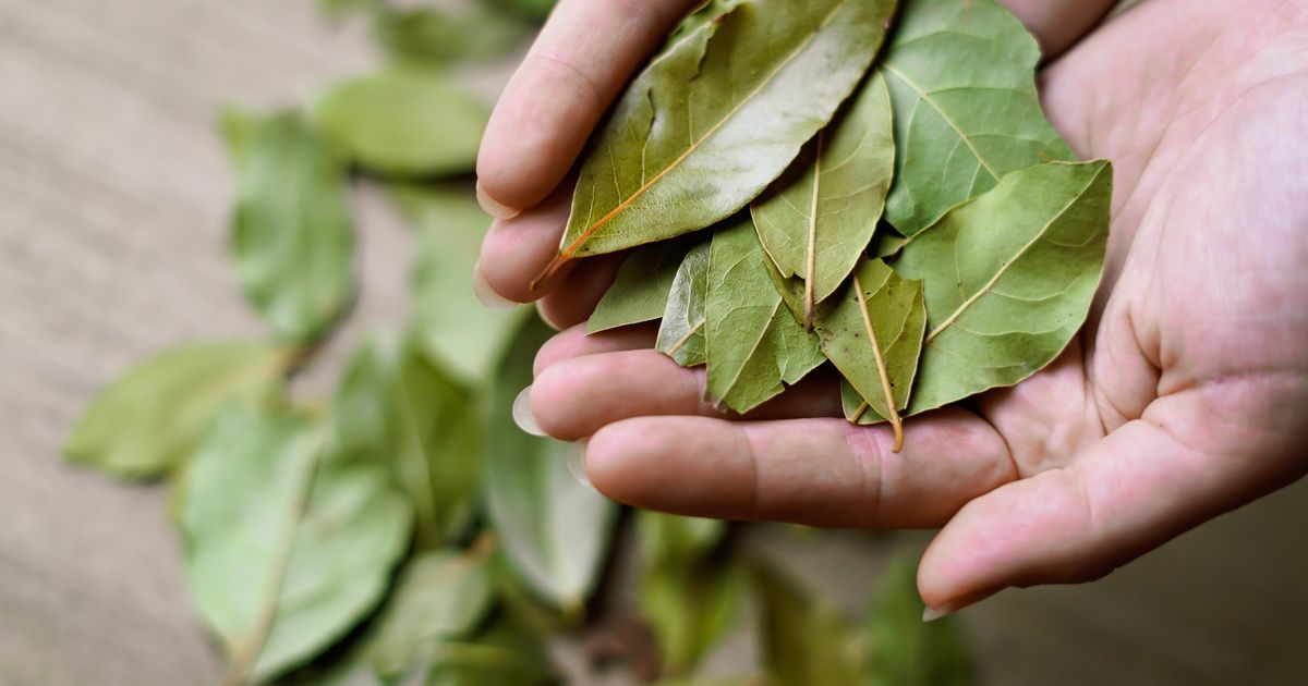 Nos grands-mères ne jurent que par l'astuce de la feuille de laurier pour entretenir un four sans aucun effort