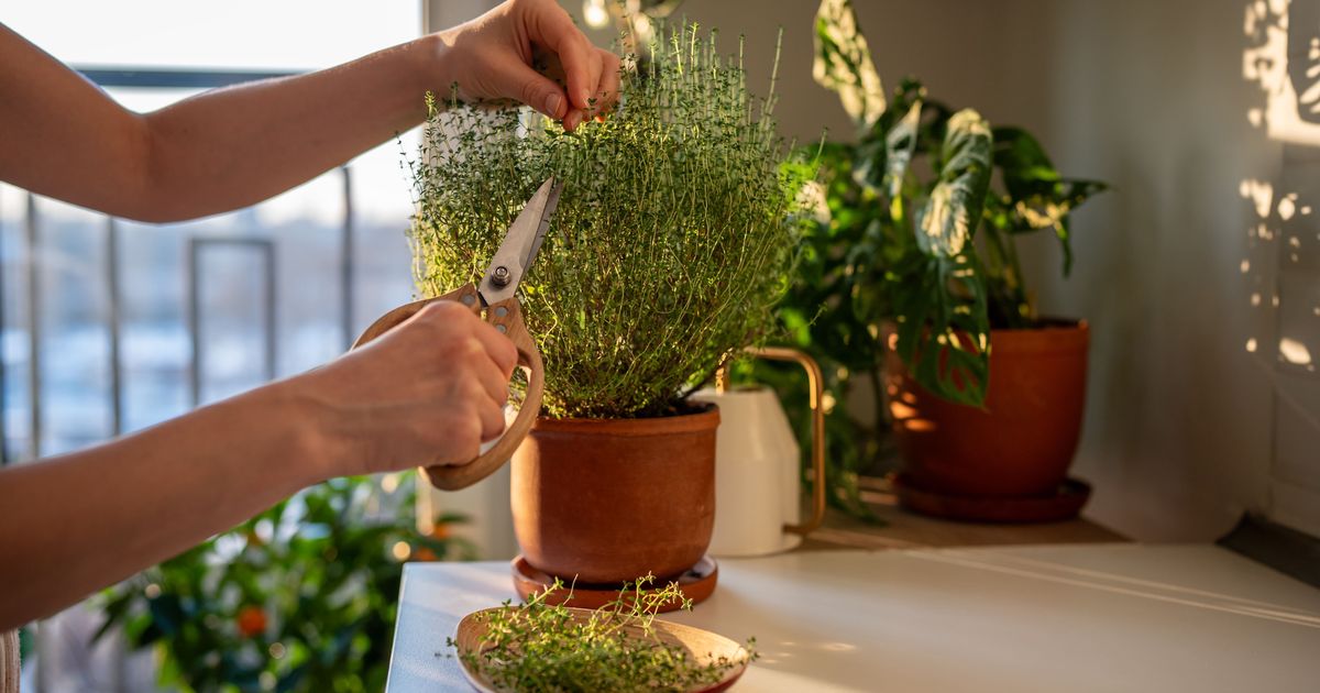 Placée près de la fenêtre, cette plante aromatique repousse les fourmis et les moustiques naturellement
